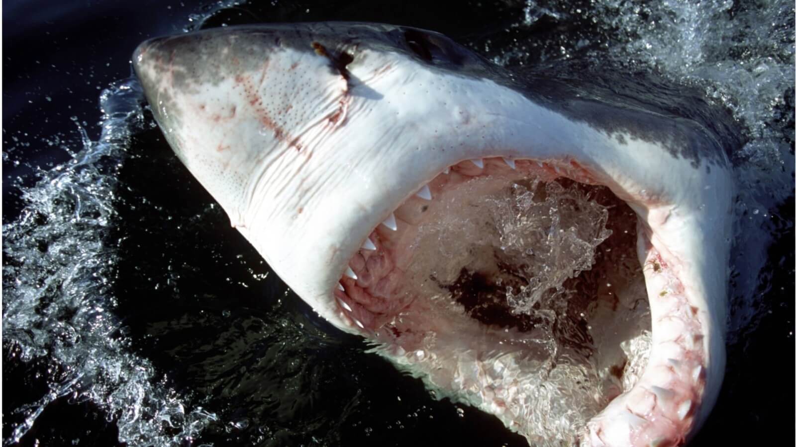 Hai Angriff Ägypten