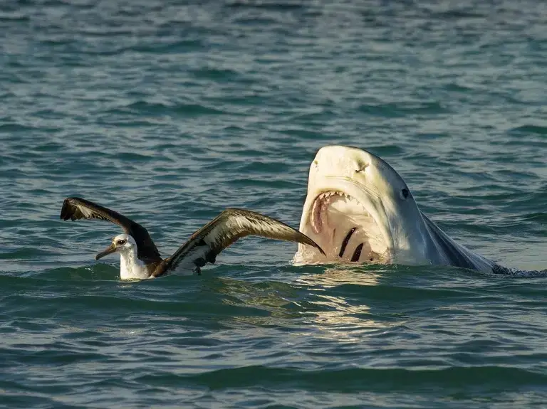 Hai Angriff Ägypten