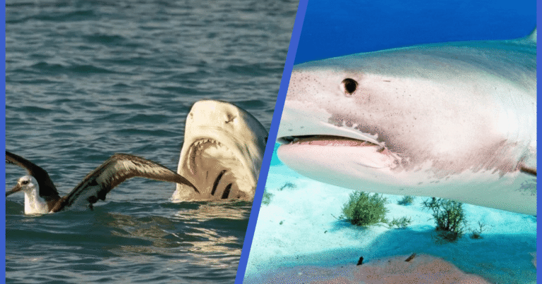 Hai Angriff Ägypten